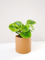 Load image into Gallery viewer, Peperomia Lemon Lime
