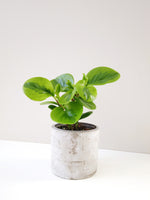 Load image into Gallery viewer, Peperomia lemon lime in a cement pot
