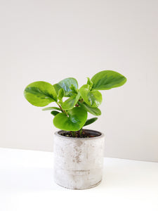 Peperomia lemon lime in a cement pot