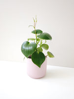 Load image into Gallery viewer, Coin leaf peperomia
