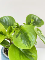 Load image into Gallery viewer, Peperomia Lime 
