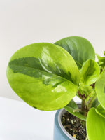 Load image into Gallery viewer, Peperomia Lime delivered
