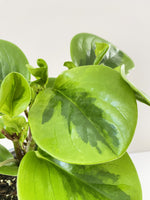 Load image into Gallery viewer, Variegated peperomia

