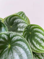 Load image into Gallery viewer, Close up of a peperomia Watermelon

