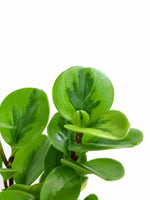 Load image into Gallery viewer, Peperomia baby jade variegated for sale 
