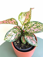 Load image into Gallery viewer, Aglaonema Lady Valentine
