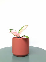 Load image into Gallery viewer, Aglaonema Spitfire
