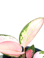 Load image into Gallery viewer, Aglaonema Spitfire
