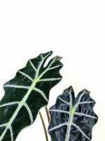 Load image into Gallery viewer, Alocasia Amazonica &quot;Elephant Ear&quot;

