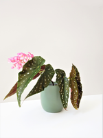 Load image into Gallery viewer, Begonia Maculata &quot;Flamingo Queen&quot;
