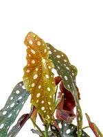 Load image into Gallery viewer, Begonia Maculata Wightii
