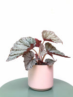 Load image into Gallery viewer, Begonia Rex Beleaf Silver White
