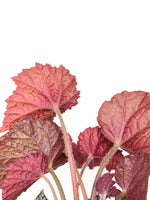 Load image into Gallery viewer, Begonia Rex Beleaf Silver White
