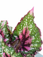 Load image into Gallery viewer, Begonia Rex St Nick
