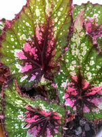 Load image into Gallery viewer, Begonia Rex St Nick
