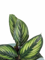 Load image into Gallery viewer, Calathea Beauty Star
