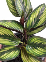 Load image into Gallery viewer, Calathea Beauty Star
