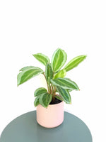 Load image into Gallery viewer, Calathea Bicajoux Pink
