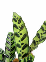 Load image into Gallery viewer, Calathea Insignis &quot;Rattle Snake&quot;
