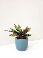 Load image into Gallery viewer, Calathea Insignis &quot;Rattle Snake&quot; - Large

