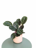 Load image into Gallery viewer, Calathea Jungle Rose
