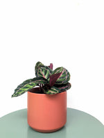 Load image into Gallery viewer, Calathea Roseopicta
