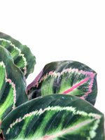 Load image into Gallery viewer, Calathea Roseopicta
