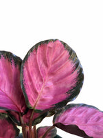 Load image into Gallery viewer, Calathea Rosey
