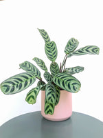 Load image into Gallery viewer, Ctenanthe Burle-Marxii &quot;Prayer Plant&quot;
