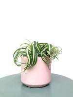Load image into Gallery viewer, Curly Spider Plant &quot;Chlorophytum Comosum Bonnie&quot;
