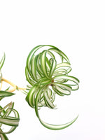 Load image into Gallery viewer, Curly Spider Plant &quot;Chlorophytum Comosum Bonnie&quot;
