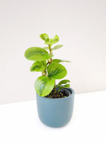 Load image into Gallery viewer, Peperomia variegated australia
