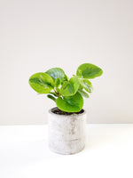 Load image into Gallery viewer, Peperomia Obtusifolia in a cement pot
