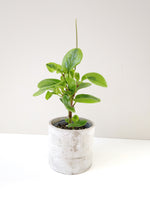Load image into Gallery viewer, Peperomia obtusifolia lemon lime 
