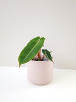 Load image into Gallery viewer, Billietiae Philodendron
