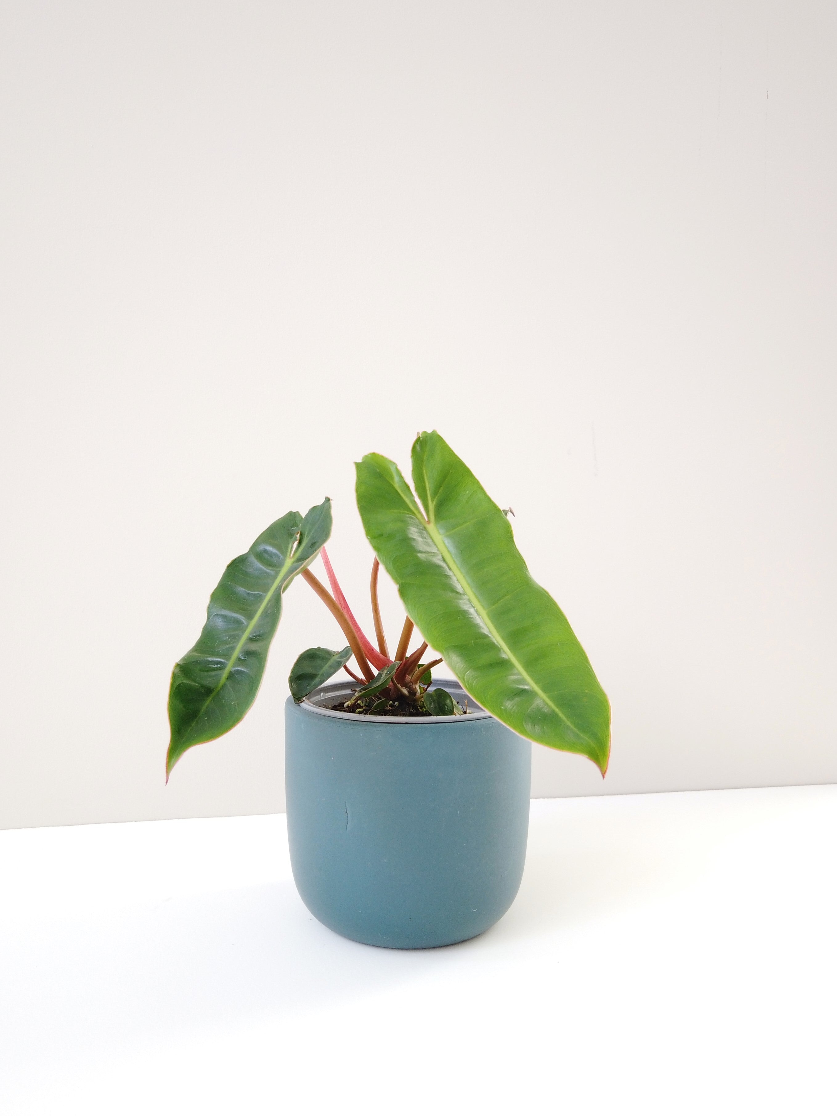 philodendron Billietiae delivered to your door