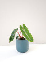 Load image into Gallery viewer, philodendron Billietiae delivered to your door
