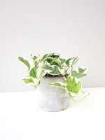 Load image into Gallery viewer, Snow queen pothos in a cement pot
