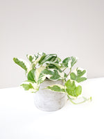 Load image into Gallery viewer, Snow queen pothos in a cement pot
