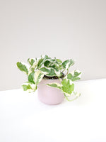 Load image into Gallery viewer, Snow queen pothos in a pink pot
