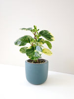 Load image into Gallery viewer, Peperomia Obtusifolia variegated in a ceramic pot
