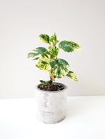 Load image into Gallery viewer, Peperomia Obtusifolia Variegata in a cement pot
