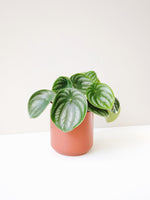 Load image into Gallery viewer, Peperomia watermelon in a ceramic pot

