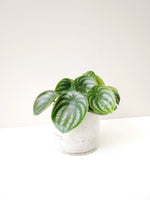 Load image into Gallery viewer, Peperomia watermelon
