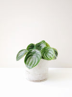 Load image into Gallery viewer, house plant delivery australia
