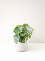 Load image into Gallery viewer, peperomia watermelon delivered
