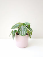 Load image into Gallery viewer, Peperomia sandersii
