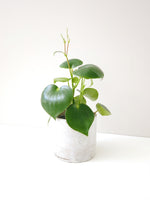 Load image into Gallery viewer, Peperomia Polybotrya
