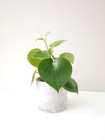 Load image into Gallery viewer, Thick leaves of a peperomia 
