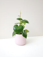 Load image into Gallery viewer, peperomia australia
